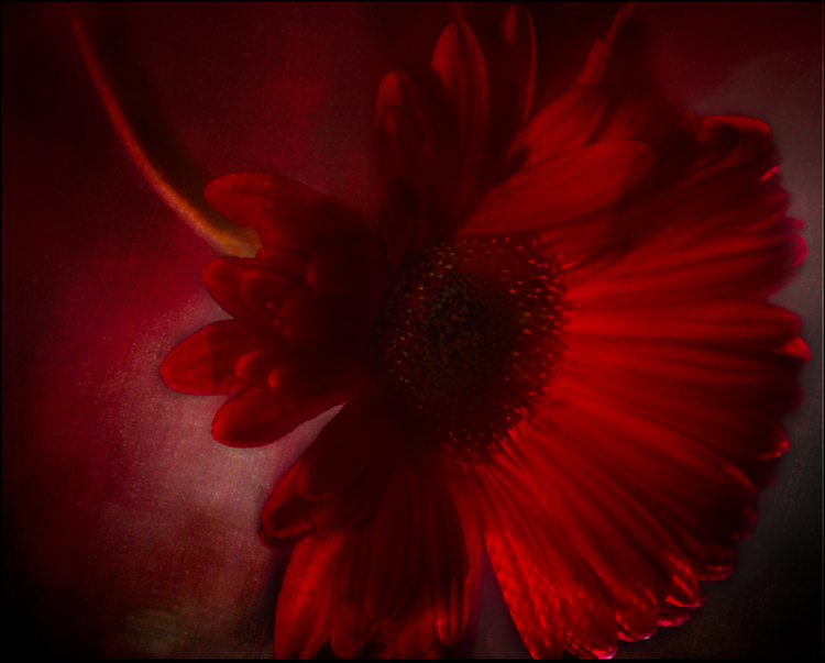 gerber.6512a.bright red.3.750